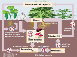 The Nitrogen Cycle