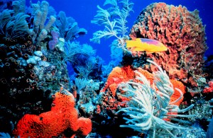 coral reef-biodiversity