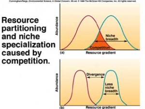 niche graph