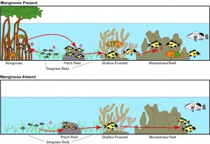 mangrove-cartoon_small